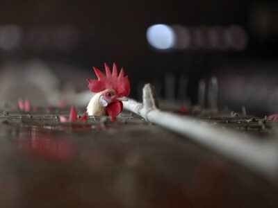 China detectó el primer caso de gripe aviar H10N3 en humanos