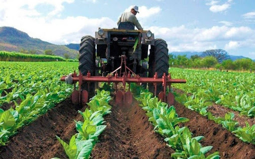 Fedeagro advierte que la producción agrícola cayó un 70 %