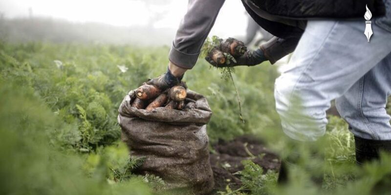 Agrónomos tienen problemas para producir en los campos venezolanos