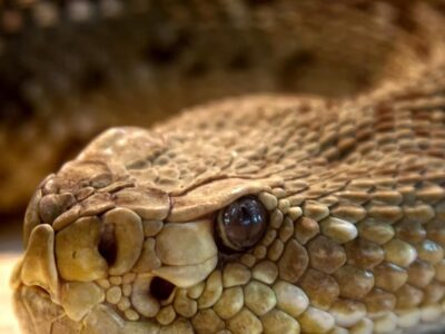 Identifican sustancia de una serpiente capaz de frenar la reproducción del Covid-19