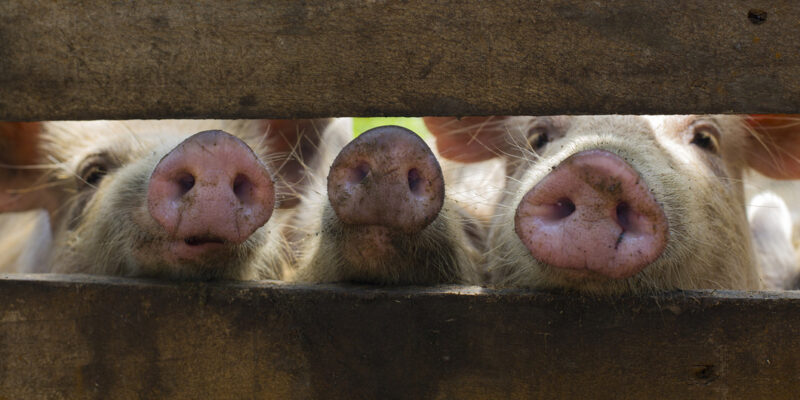 FAO advirtió sobre la peste porcina africana en Republica Dominicana