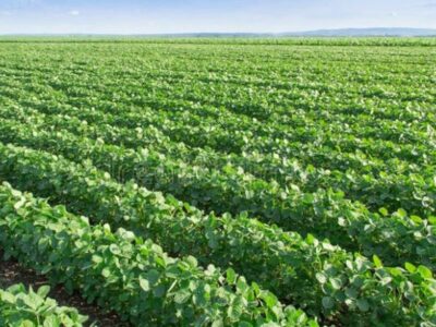 Empresarios podrían recuperar el sector agroalimentario