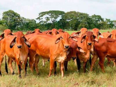 Fedenaga informó que disminuyó la producción de carne en el país