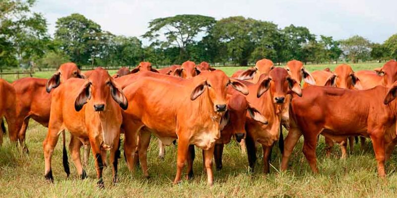Fedenaga informó que disminuyó la producción de carne en el país