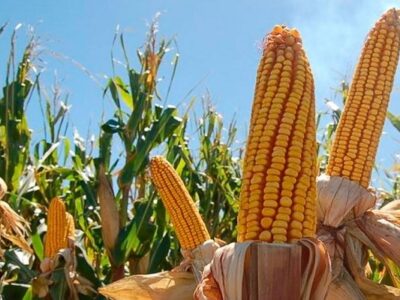 Será necesario importar maíz: Alimentos Polar solicita exoneración de aranceles