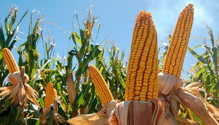 Será necesario importar maíz: Alimentos Polar solicita exoneración de aranceles