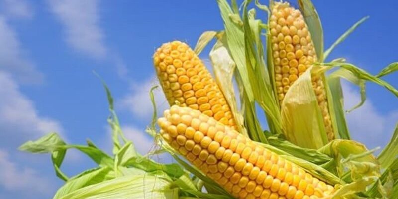 Inversión privada recuperó la producción de maíz