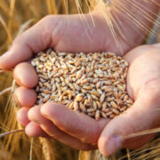 FAO indicó que ciertos alimentos aumentaron de precio durante septiembre en todo el mundo