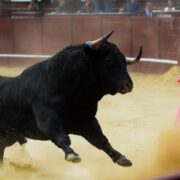 DOBLE LLAVE - Ministerio Público prohíbe festival de corridas de toro en Maracay