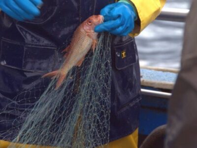 DOBLE LLAVE - Bruselas planteó recortar un 18% las capturas de merluza de aguas ibéricas en 2022