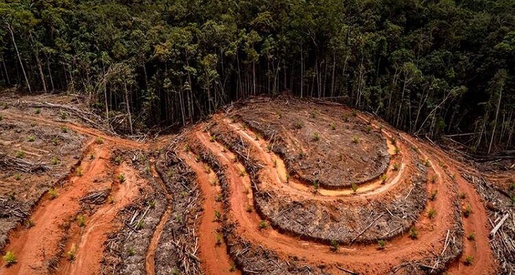 DOBLE LLAVE - COP26: Dirigentes mundiales se comprometen a frenar la deforestación