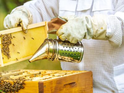 Rescate de abejas