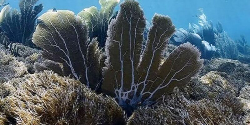 coral invasor Unomia