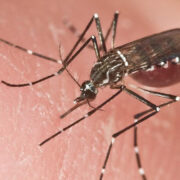zancudo - mosquito - dengue