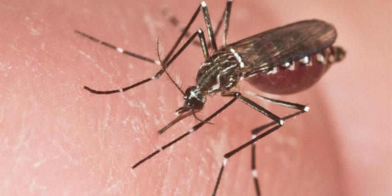zancudo - mosquito - dengue