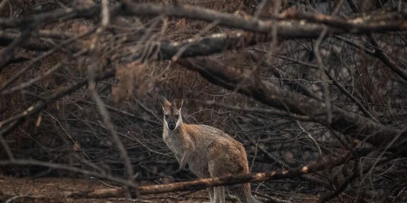 incendios forestales
