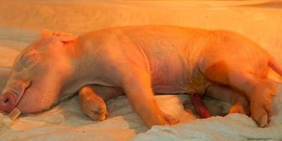 Cerdo clonado - Brasil