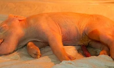 Cerdo clonado - Brasil