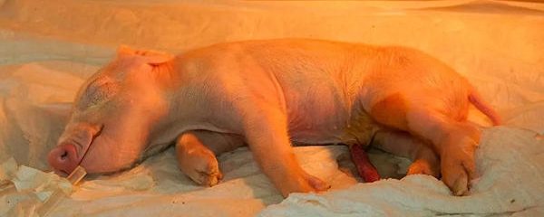 Cerdo clonado - Brasil