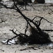 FAO y PMA instan a donar 202 millones de dólares para proteger a 22 países de El Niño