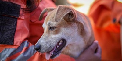 Los refugios de animales, desbordados tras el doble terremoto en Venezuela