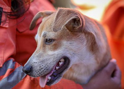 Los refugios de animales, desbordados tras el doble terremoto en Venezuela