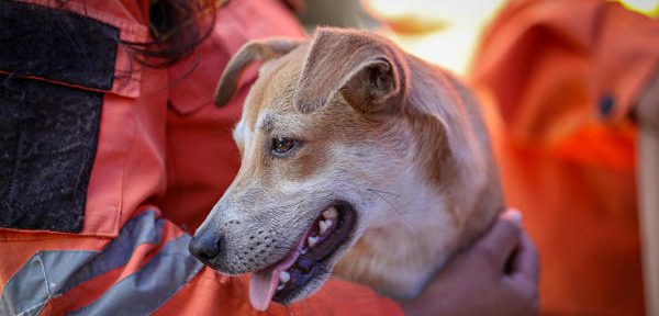 Los refugios de animales, desbordados tras el doble terremoto en Venezuela