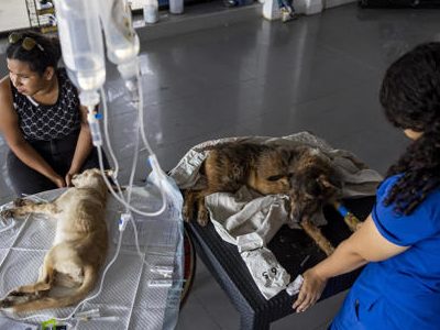 Mascotas víctimas de los sismos en Venezuela esperan por un hogar